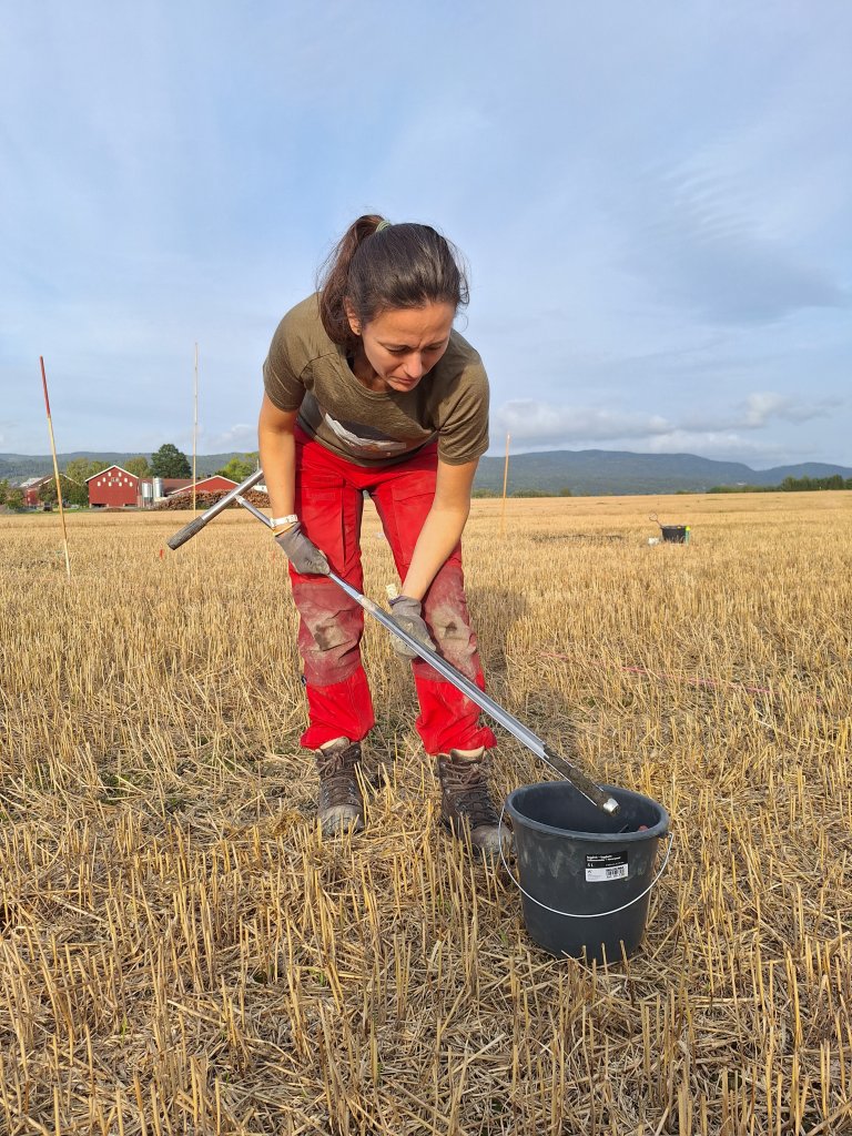 Forsker Bárcena tar ut jordprøver som skal brukes til å analysere miljøgifter i jord. Foto: Hege Ulfeng/NIBIO