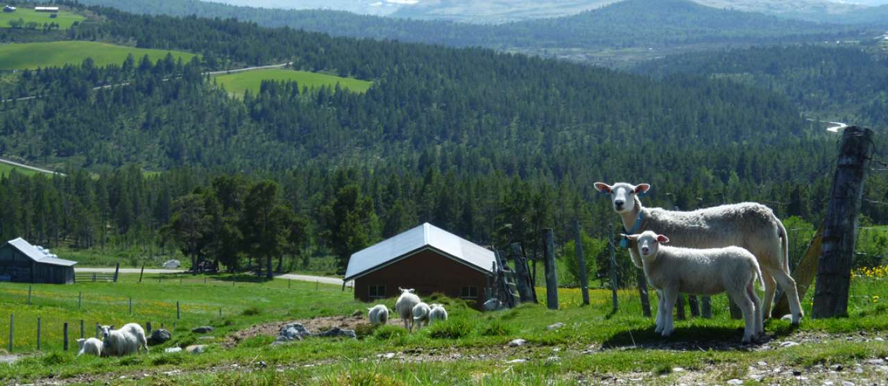 Sau i fjellbygd_Geir Harald Strand_cropped.jpg