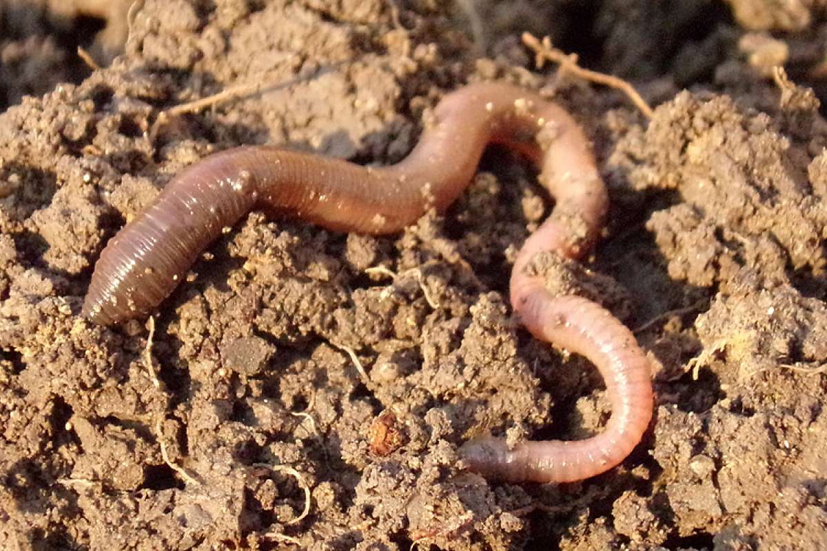 earthworm-686593_1920_cropped.jpg