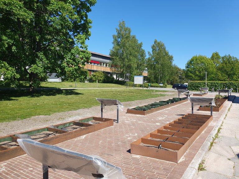 Korsmos moderniserte ugrashage på Campus Ås, som er designet av landskapsarkitekter ved NMBUs Eiendomsavdeling.  Foto: Siri Elise Dybdal