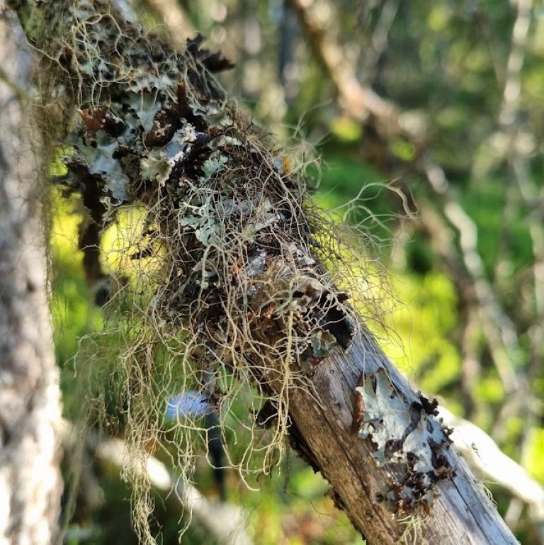 Når trærne blir eldre vokser de litt tregere. Dette er positivt for noen arter som skal etablere seg fordi de trenger et stabilt habitat. Foto: Eivind Handegard