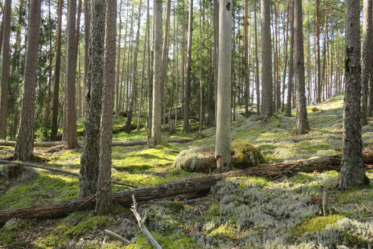 Karbonfangst i eldre skog - Foto Stefan Olberg - BioFokus