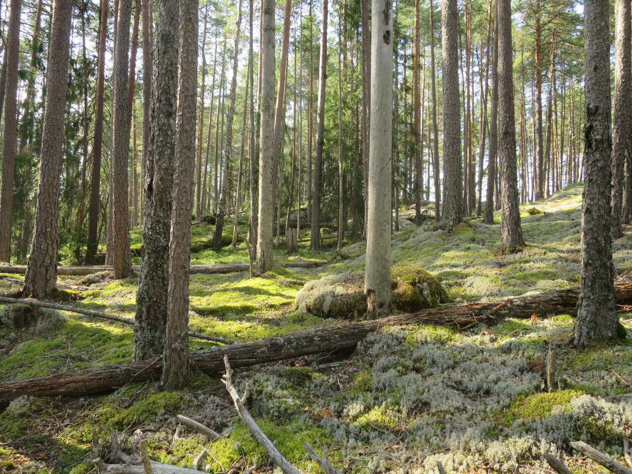 Karbonfangst i eldre skog - Foto Stefan Olberg - BioFokus