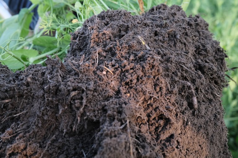 God jordhelse gir ikkje berre gode vekstforhold for planter. Jordlivet kan faktisk ha ein hemmande effekt på sjukdomsorganismar som lever i jorda og på planterestar. På den måten heng jordhelse og plantehelse nøye saman. Foto: Silje Kvist Simonsen