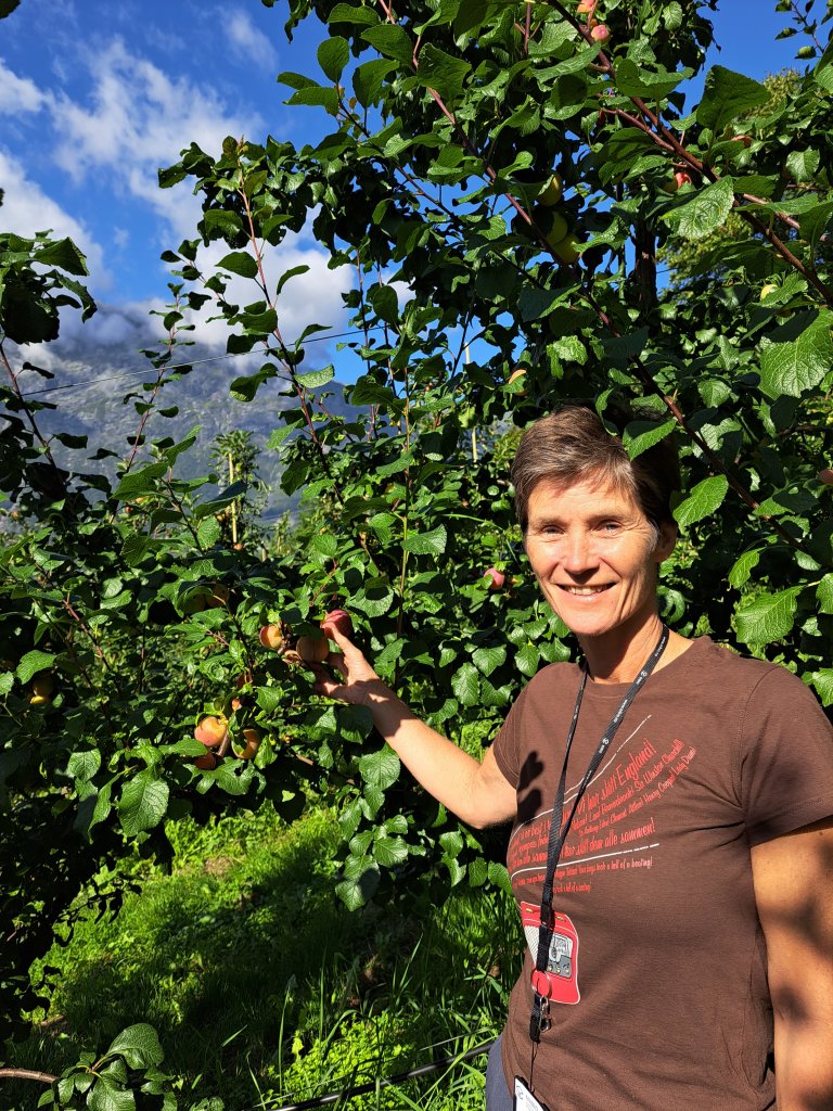 NIBIO-forsker Gunnhild Jaastad arbeider med å bekjempe skadeinsekter på frukttrær.  Foto: NIBIO