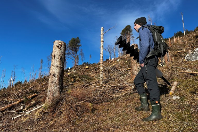 Møre og Romsdal var først med i borkbilleovervakinga i 2023, og det da vart fanga biller på indre Nordmøre. I 2024 vart fellene sett opp i ein aust-sørvestleg gradient frå Tingvoll til Sykkylven, i til saman seks kommunar. Fellene blei sett opp på ferske hogstflater etter granhogst. Ein pose med billa sitt eige luktstoff, feromon, blei nytta som åte. Fellene blei tømt fire gonger gjennom sommaren. Foto: Christina Qvam Heggertveit, Statsforvalteren i Møre og Romsdal