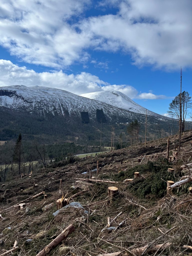 NIBIO har gjennom mange år følgt utviklinga i bestanden av stor granborkbille. Utbreiinga av billa følgjer utbreiinga av vanleg gran. Og under overvakinga vart det sett ut barkbillefeller. − Med aukande alder på granskogen på Vestlandet, har vore grunn til å tru at billa dukkar opp, fortel Odd Løset, fylkesskogmeister i Møre og Romsdal. Foto: Christina Qvam Heggertveit - Statsforvalteren i Møre og Romsdal