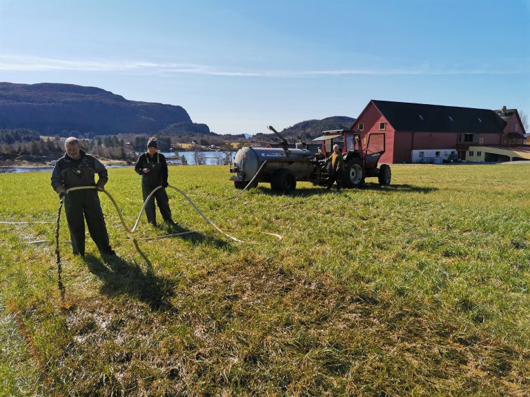 Feltgylling ved vekststart på Fureneset 30.mars 2022. Mineralgjødsel vart gitt på same tidspunkt. Foto: Synnøve Rivedal