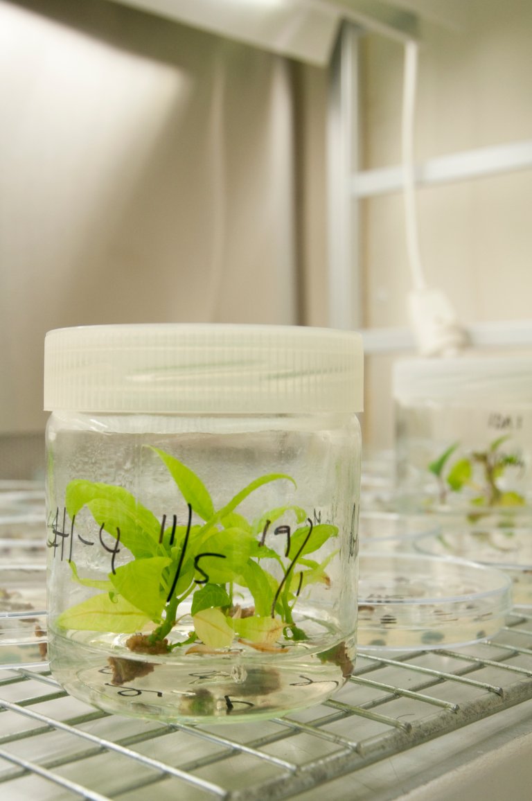 DAL-20100216-135809.jpg: In vitro (på glass) vevskulturer i dyrkingsrom ved Senter for klimaregulert planteforskning (SKP) ved Norges miljø- og biovitenskaplige universitet (NMBU). Her dyrkes celle- og vevskulturer fram til embryo eller planter. Foto: Lars Sandved Dalen