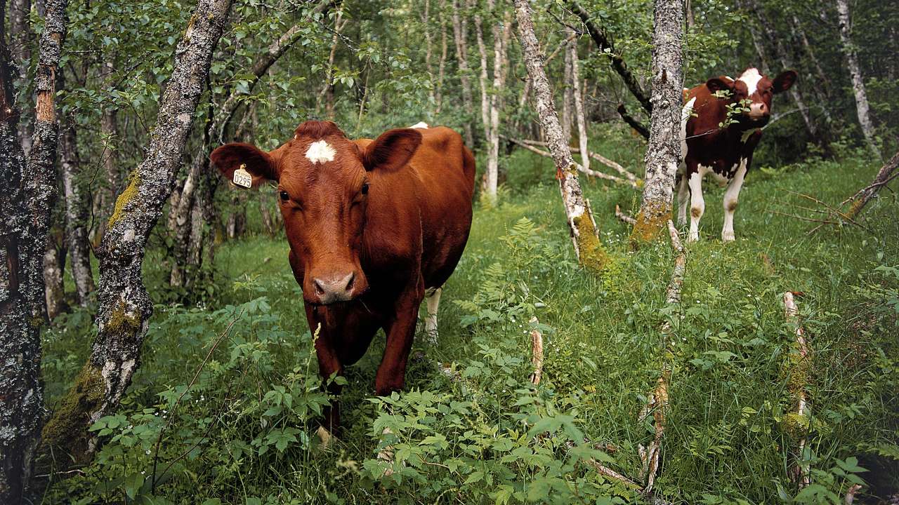 Gjemmer seg i skogen_Oskar Puschmann_cropped