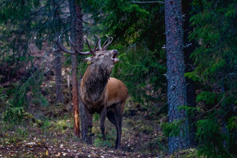 Hjort (Cervus elaphus). Foto: Lars-Anders Mosskull/Pixabay