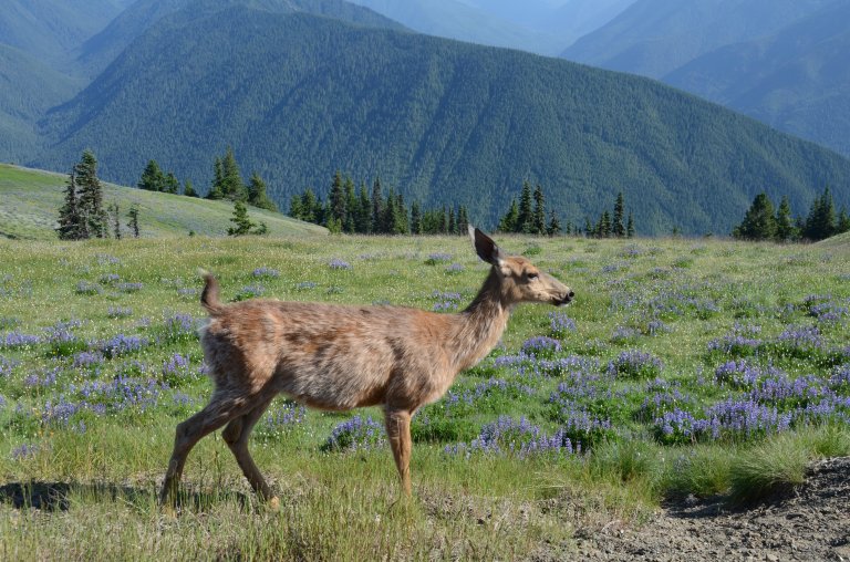 Mulhjort (Odocoileus hemionus). Foto: Morten Günther