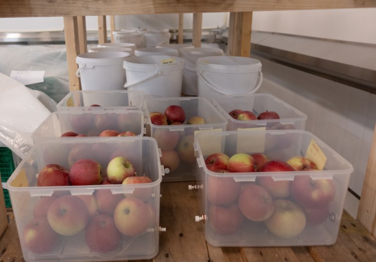 Her står eplene i kø for måling av etylenproduksjon. Foto: Hege Ulfeng