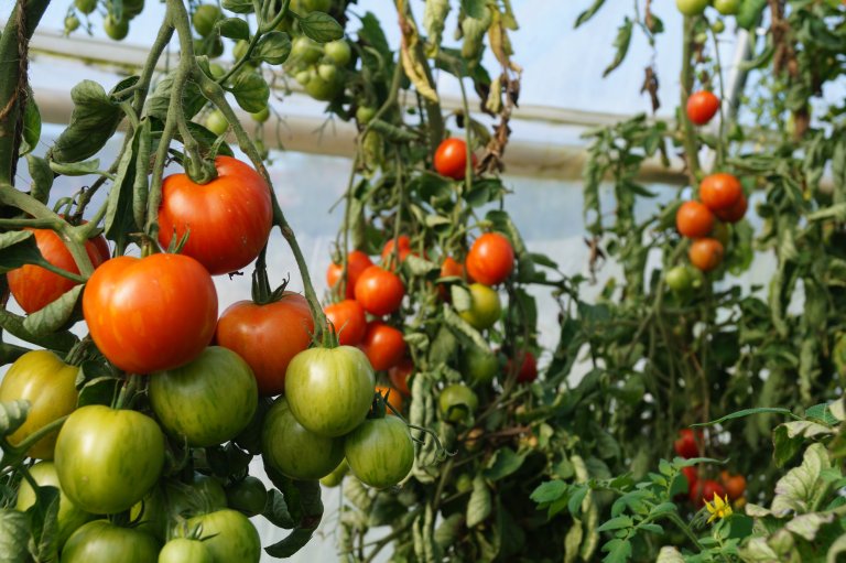 Karanteneskadegjeraren «potato spindle tuber viroid» er funnen i tomatfrø frå hagesenter. Foto: Silje Kvist Simonsen