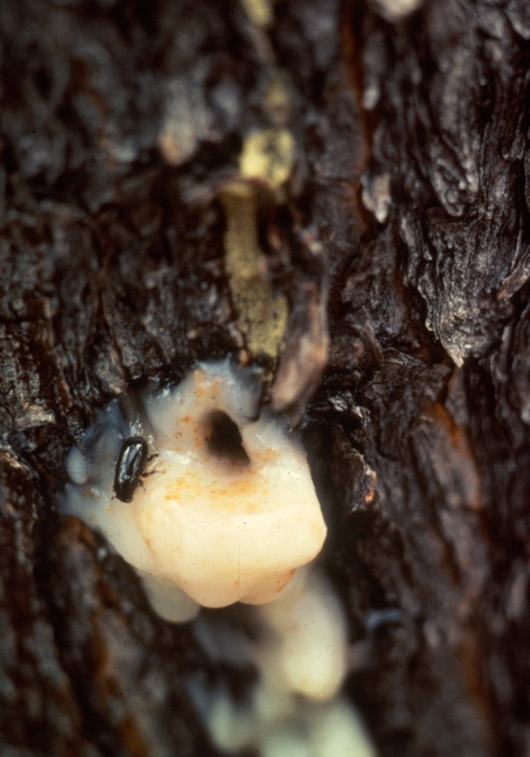 Mountain pine beetle - Foto Ken Raffa, University of Wisconsin – Madison.jpg