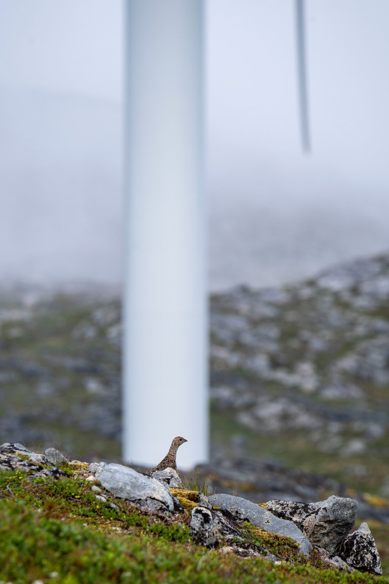 Fjellrype (Lagopus muta) ved vindmølle på Kvaløya i Tromsø kommune. Foto: Hutta Kapfer / NIBIO