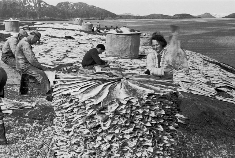 klippfiskarbeid kvaløyhavn juni 1952 7.jpg.jpeg