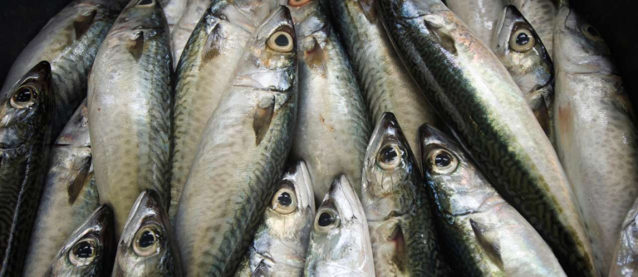 Matpriser-juli-fisk.jpg