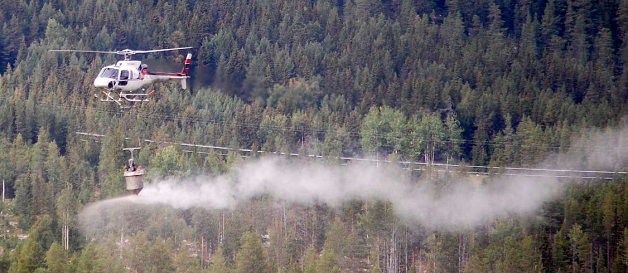 Foto Atle Veddegjerde - Viken Skog-1_cropped.jpg