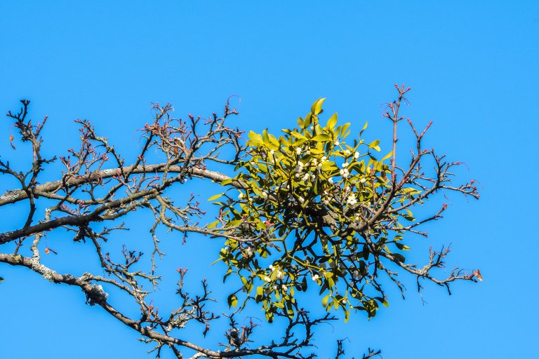 Misteltein er ein busk i sandeltrefamilien. Ho er ein halvparasitt som veks på greiner og stammar på ulike tre, særleg lind og eple. I Noreg finst arten hovudsakleg kring Oslofjorden. Misteltein er freda i Noreg. Trea ho veks på, er òg freda. Foto: Erling Fløistad