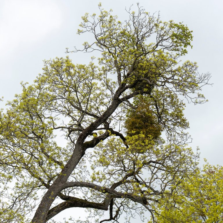 I dag spreier mistelteinen seg i takt med eit varmare klima. Nye funn viser at ho finns frå Oslo og sørover langs kysten til Sørlandet, med spreidde funn også på Vestlandet og i Rogaland. Foto: Erling Fløistad