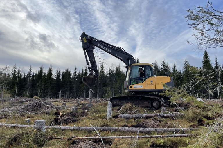 Å lage striper med omvendt torv med skålharv, og flekker med gravemaskin, er de to vanligste metodene for markberedning. Målet med markberedningsprosjektet er å undersøke hvilke effekter de to metodene har, og sammenligne det med urørt mark.  Foto: Kjersti Holt Hanssen