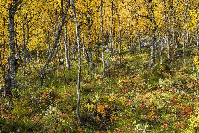 Sti 5 Østlia_Foto_Svein_Grønvold_9223720_cropped.jpg