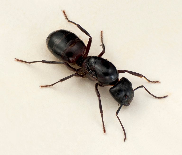 Camponotus ligniperdus 01-17 HF Retusj lev skarpet .jpg