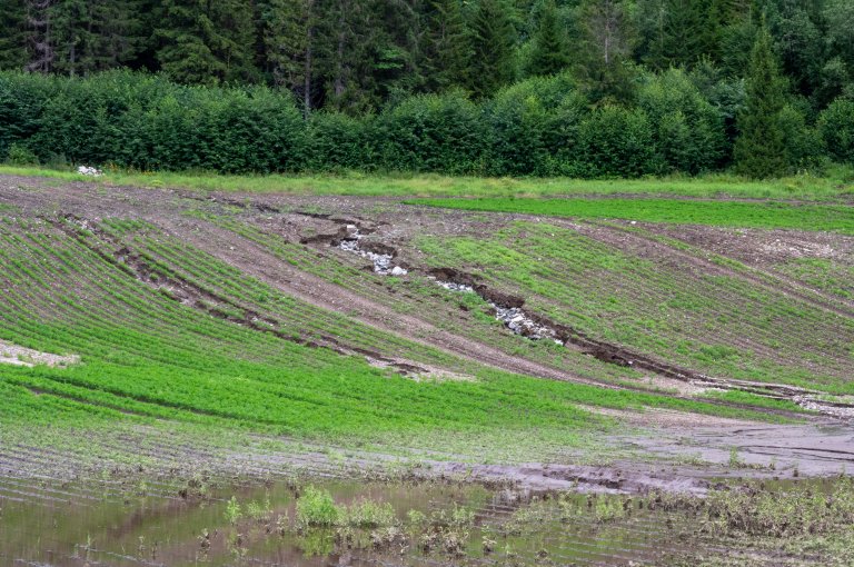 Klimaendringer som fører til mer nedbør er en begrensende faktor for norsk matproduksjon. Foto: Erling Fløistad, NIBIO