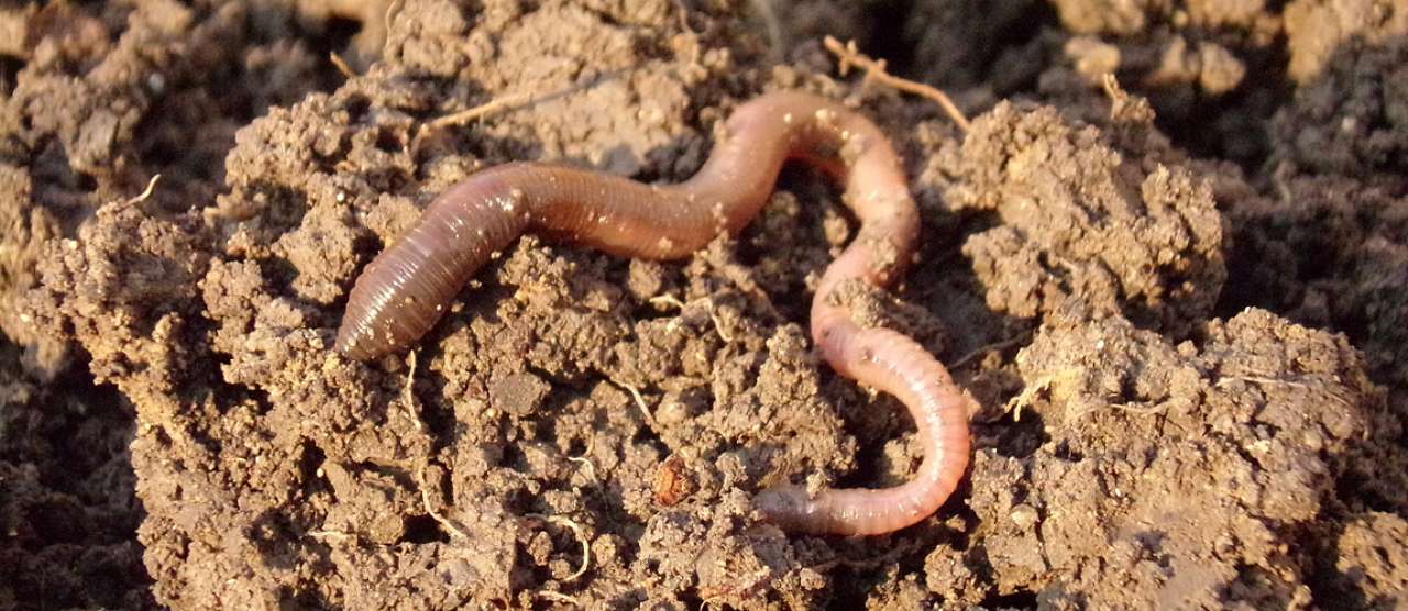 earthworm-686593_1920_cropped.jpg