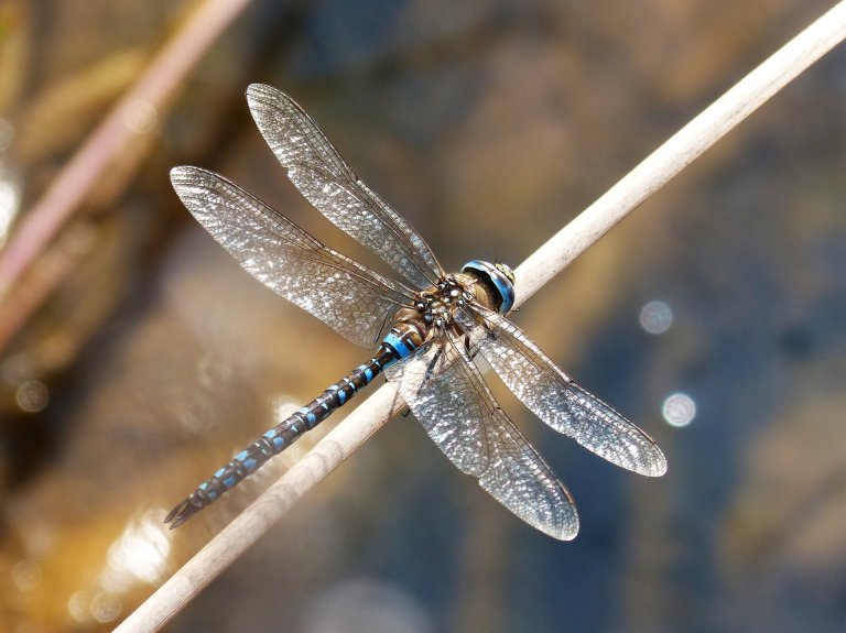 dragonfly-g7df0f6f4e_1920.jpg
