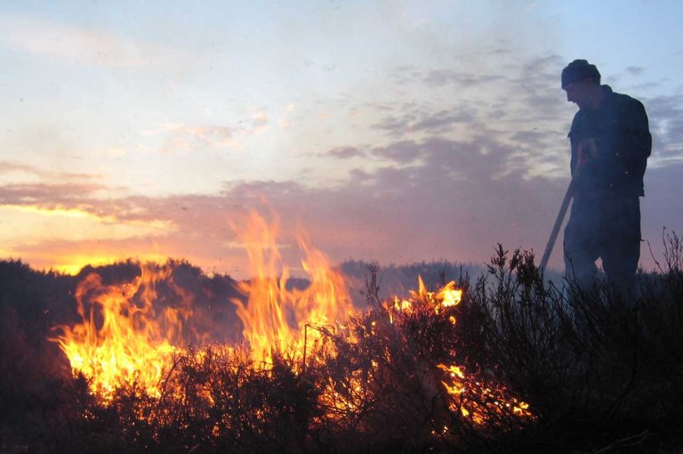 Kontrollert brenning av lyng og einer er helt nødvendig for å ta vare på beitekvalitetene i kystlyngheia. Foto: Liv Guri Velle