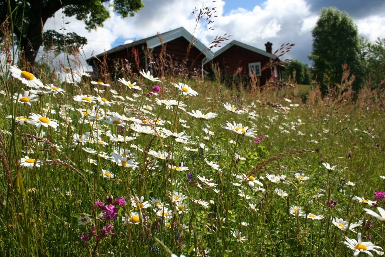 De kulturbetingede naturtypene i åpent lavland krever aktiv skjøtsel for ikke å gå tapt. Foto: Ellen Svalheim