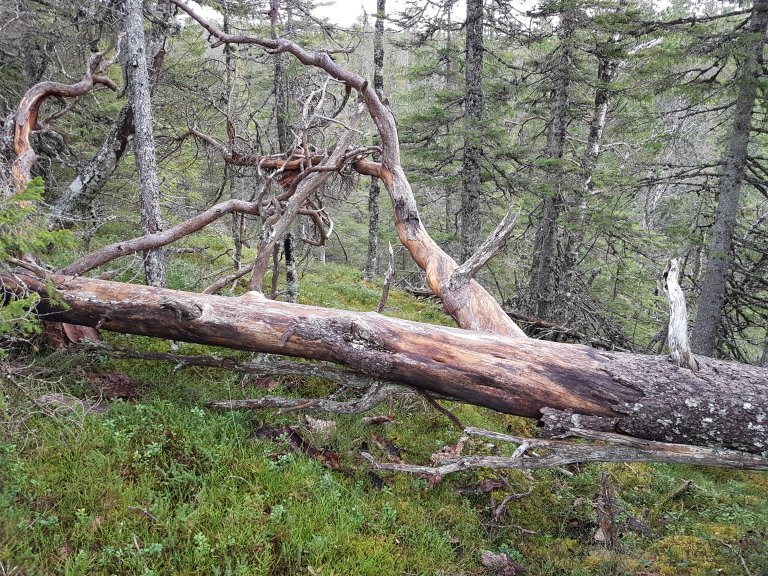 I Landsskogtakseringens definisjon av naturskog skal minst to av disse tre kriteriene være oppfylt: 1) sjiktet skogstruktur, 2) forekomst av trær med høy alder, og 3) forekomst av død ved i ulike nedbrytingsklasser. I tillegg skal skogbestandet ha en utstrekning på minst fem dekar og ikke ha spor etter tidligere hogstinngrep. Foto: Arne Steffenrem, NIBIO / Skogfrøverket