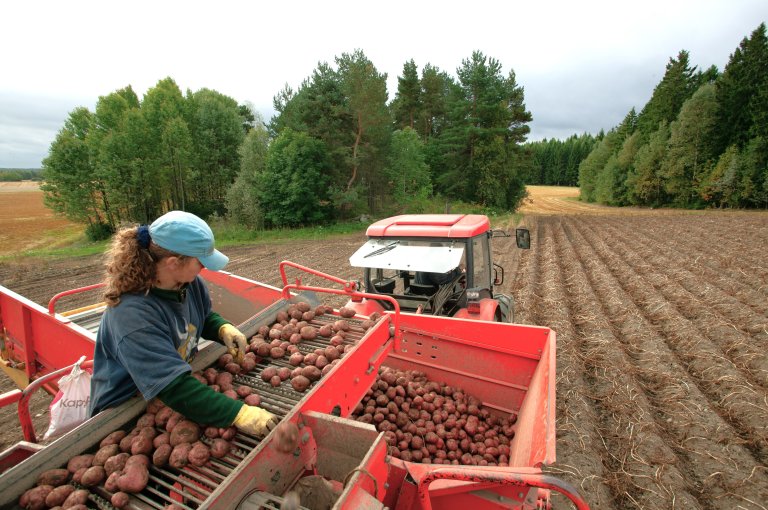 I 2021 var folk noko meir opptekne av jordbrukslandskapet sin funksjon for matproduksjon enn i 2019. Biletet syner sortering av potet på Røis gard i Frogn i Akershus. Foto: Oskar Puschmann, NIBIO