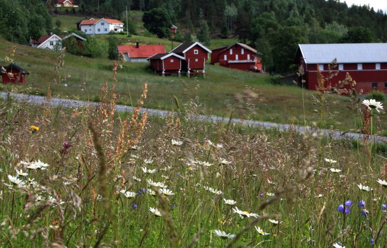 Ei blomerik slåtteeng frå Lyngdal i Flesberg i Buskerud fylke. Enga er til glede båe for forbipasserande og for insekt. Foto: Oskar Puschmann, NIBIO