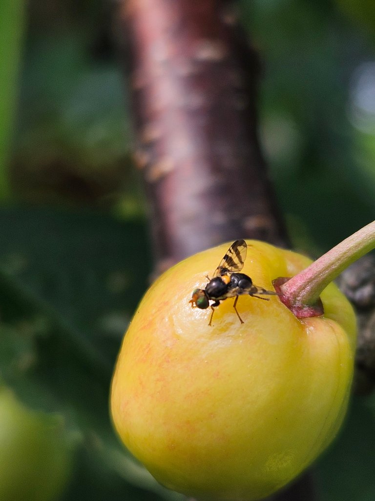 Vaksen kirsebærfluge på morell. Kirsebærfluge er ein kjend skadegjerar som fram til no har vorte kontrollert med sprøytemiddel. Foto: Gunnhild Jaastad, NIBIO