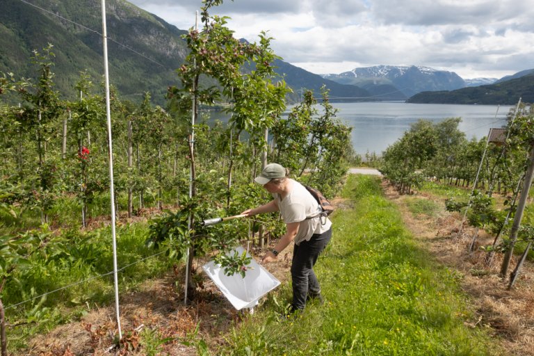 Lisa Karine Haugland ved NIBIO Ullensvang tek bankeprøvar for å sjå kva for insekt som gøymer seg i frukthagen. Foto: Hege Ulfeng, NIBIO