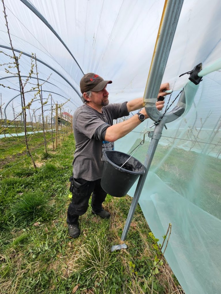 Martin Dolejs ved NIBIO Ullensvang sin forsøksgard monterer netting rundt eit morellfelt for å halde kirsebærfluge og andre skadegjerarar ute. Foto: Gunnhild Jaastad, NIBIO