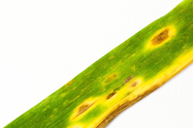 Kveitebladprikk gjev hovudsakeleg symptom på blada. Foto: Erling Fløistad
