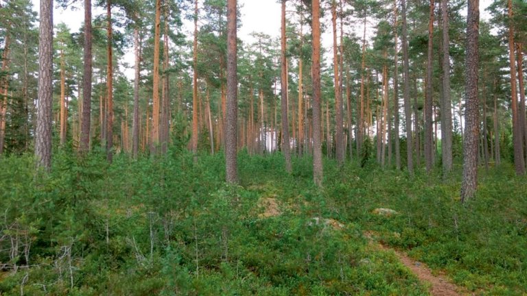 Lukkede hogstformer ønskes også for lyskrevende treslag som furu. Her kan skjermstilling være et godt alternativ, som i dette eksempel fra Løiten Almenning, hvor en tett furuforyngelse har etablert seg over mange år under skjermen. Foto: Andreas Brunner, NMBU