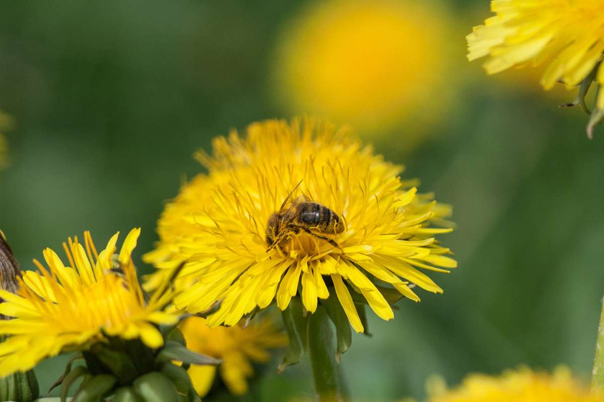 Blomster-og-bier-Erling Fløistad