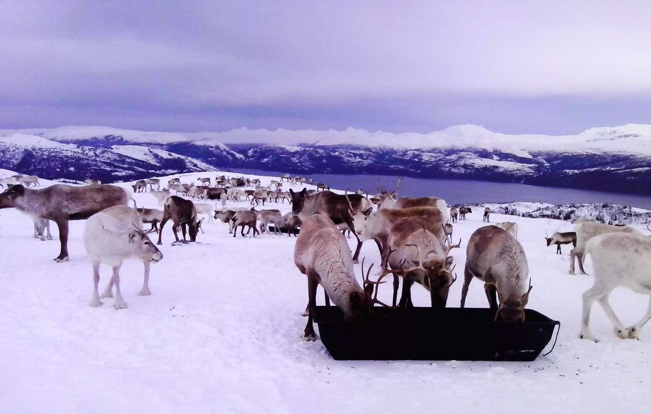 Bilde 1 - Tilleggsfôring av reinsdyr på fritt beite - Foto Tom Lifjell_cropped