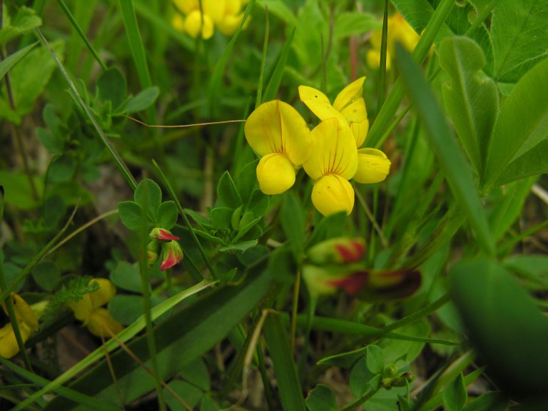 Tiriltunge (Lotus corniculatus). Foto: Elling Mjaavatten