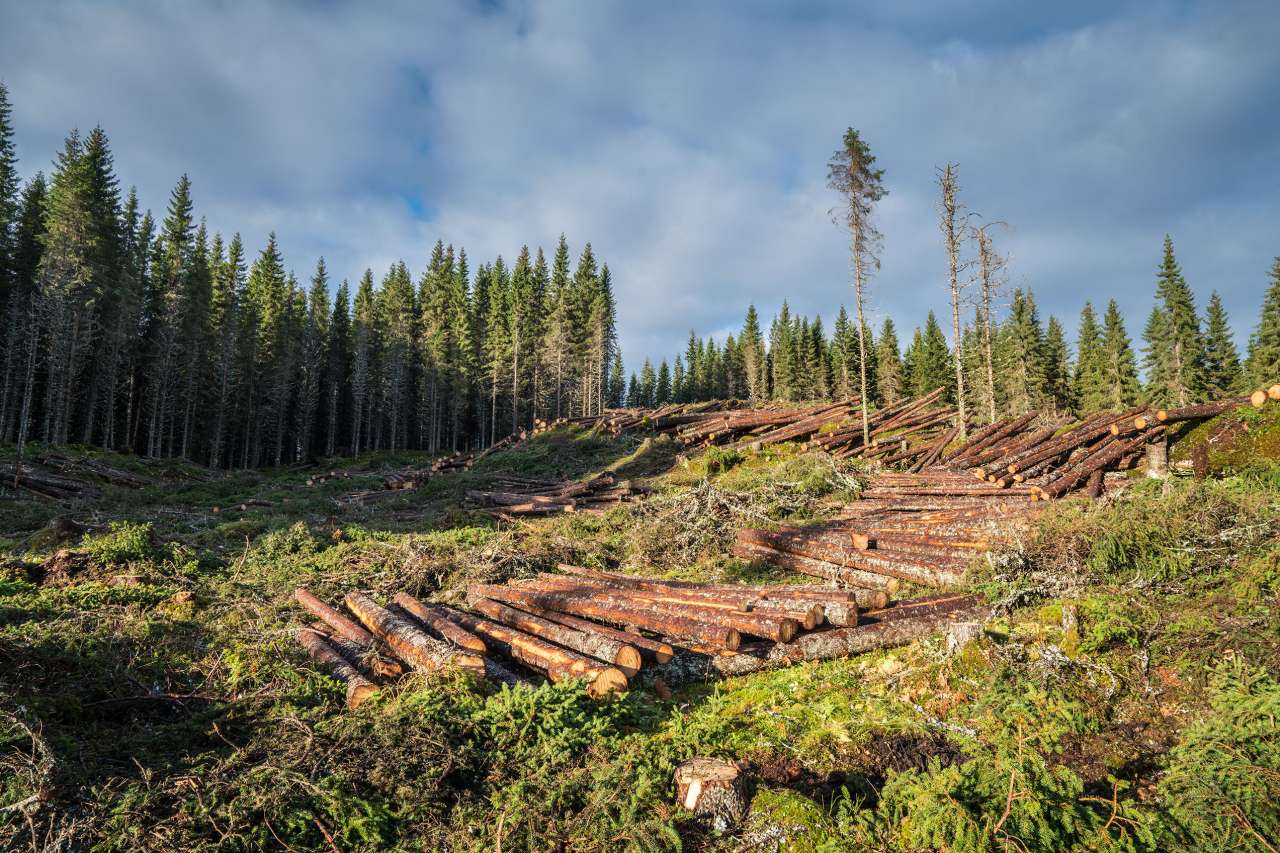 Hogst i Bangdalen - Foto Steinar Johansen Statskog