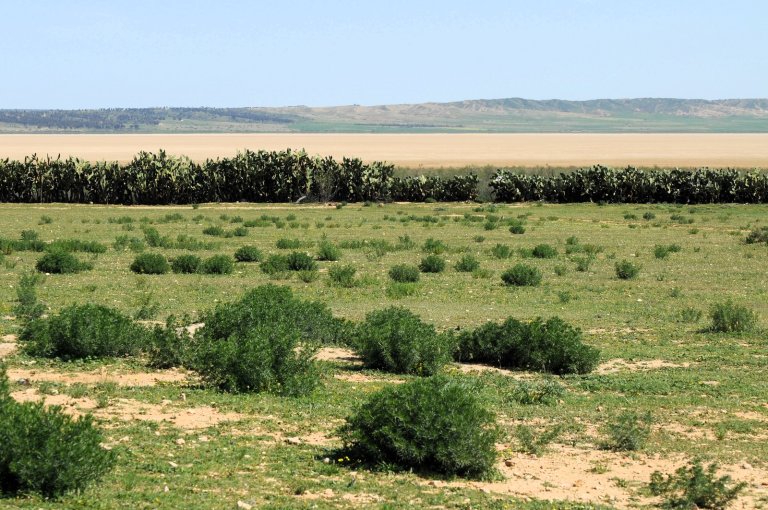 I Tunisia skal TERRASAFEs prosjektgruppe samarbeide med lokalsamfunnet i et område der jordkvaliteten er forringet av høyt saltinnhold. Foto: Morten Günther