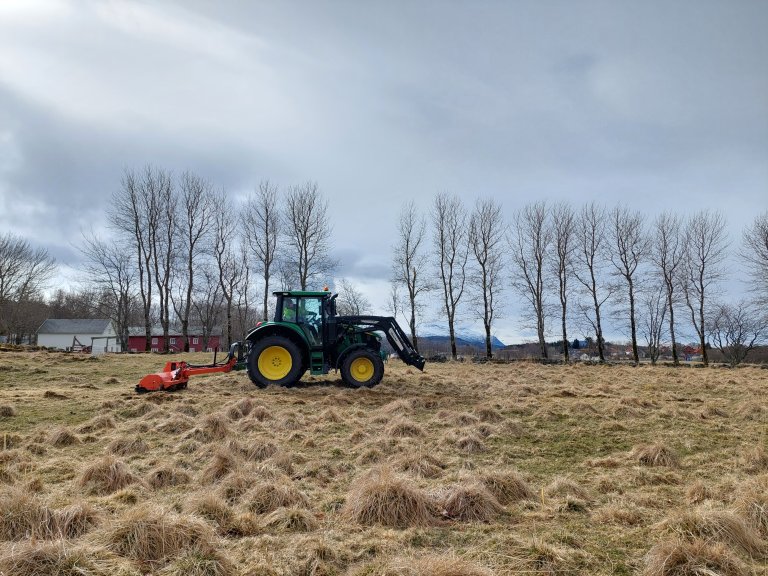 Dersom sløvbunke blir stående urørt, kan tuene bli svært høye og kraftige. I tillegg har planten en tendens til å etablere seg i kuperte og våte områder som er dårlig egnet for traktor eller tyngre maskiner. Det gjør det krevende å finne gode tiltak for bekjempelse. Foto: Sven Emil Hinderaker