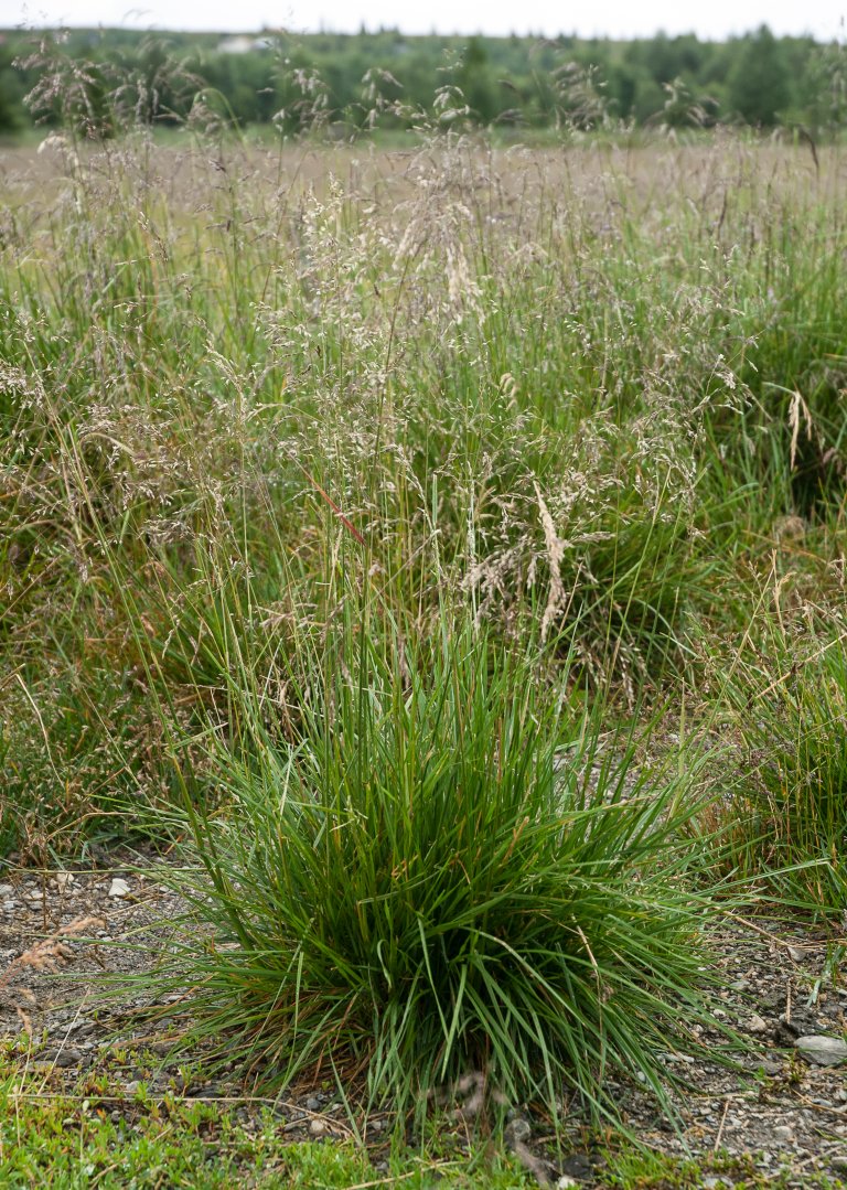 Sølvbunke (Deschampsia cespitosa). Foto: Erling Fløistad