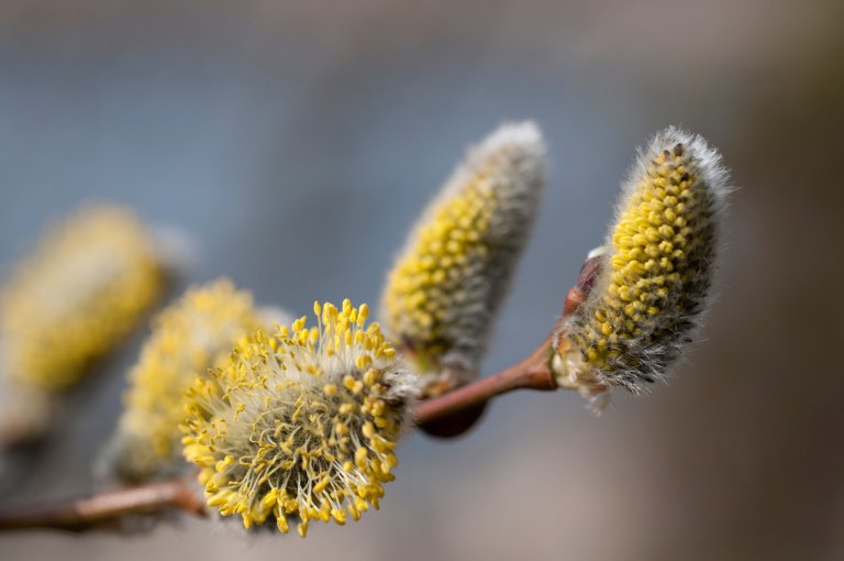 Selje_pollen_LSD.jpg