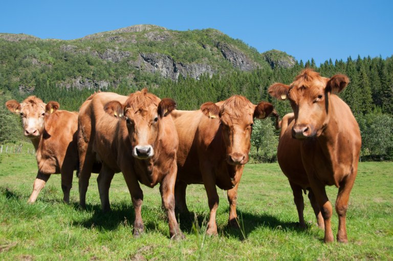 Innføringen av et omsetningskrav for resirkulert fosfor vil ha ulike konsekvenser for forskjellige aktører i verdikjeden. De som har overskudd av biologisk nedbrytbart avfall, som husdyrprodusenter og fiskeoppdrettere, vil ha lettere for å avsette sitt avfall. Samtidig kan bønder som ikke bidrar til overskuddet oppleve høyere kostnader for gjødsel. Foto: Anna Holene